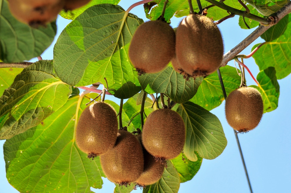 Kiwi snoeien: groei, oogsten en bewaren