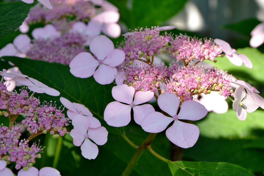 berghortensia of schermhortensia (Hydrangea serrata)