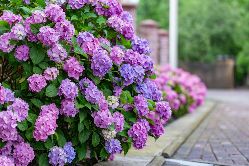 boerenhortensia (Hydrangea macrophylla)