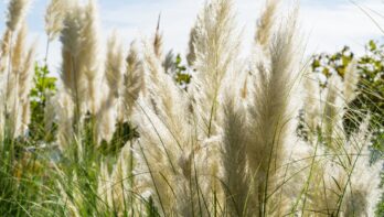 Pampasgras, pluimengras, Cortaderia selloana