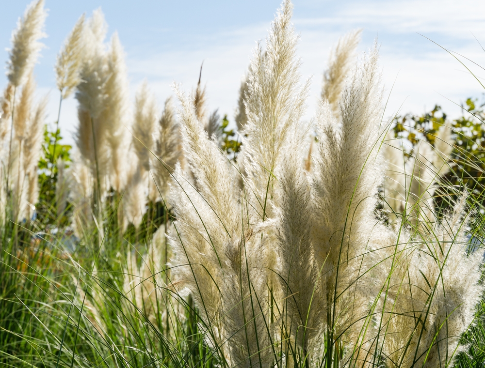 Pampasgras (Cortaderia) snoeien en verzorgen