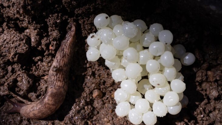 slakken bestrijden begint bij de eitjes