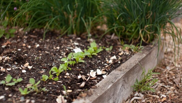 slakken bestrijden met eierschalen