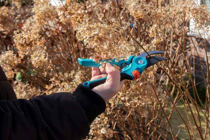 minder snoeien voor kleinere bloemen