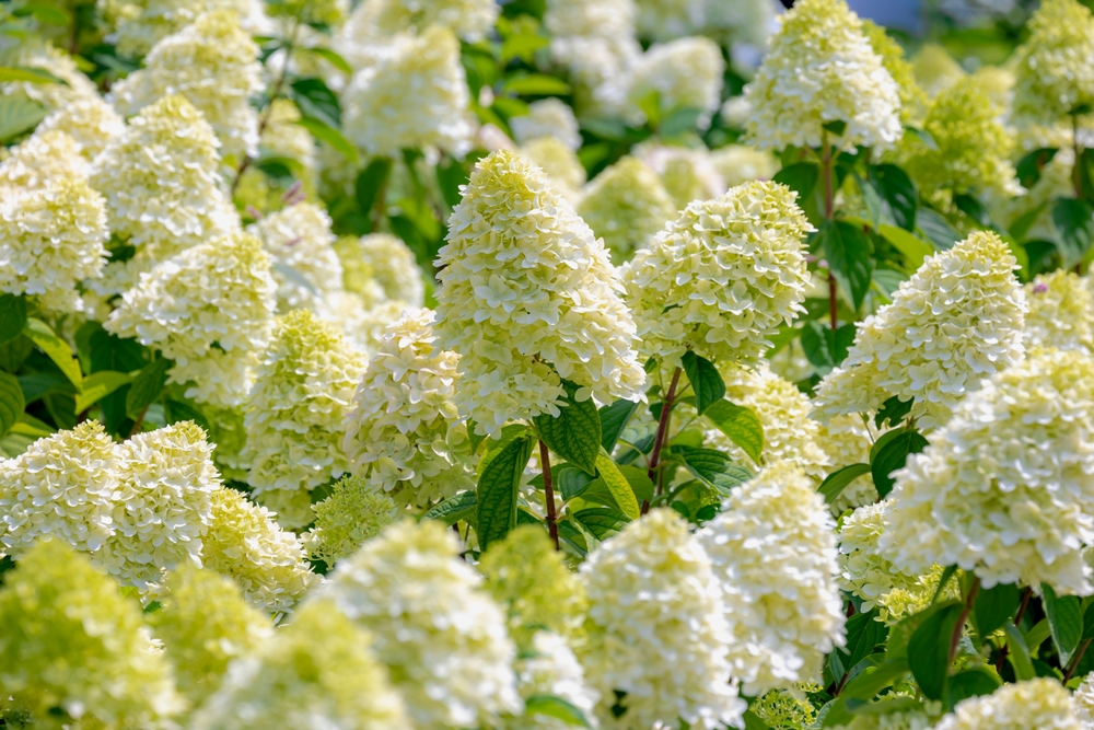 pluimhortensia Hydrangea paniculata