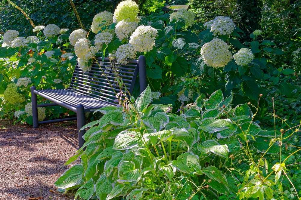 Hortensia 'Annabelle', Hydrangea arborescens