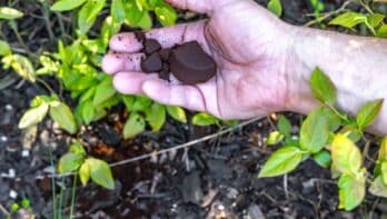 Koffiedik in de tuin, voor je planten en tegen ongedierte