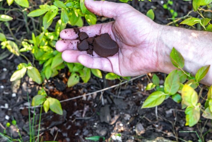 Koffiedik in de tuin, voor je planten en tegen ongedierte