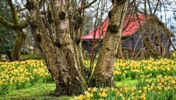 Tuinhuisje