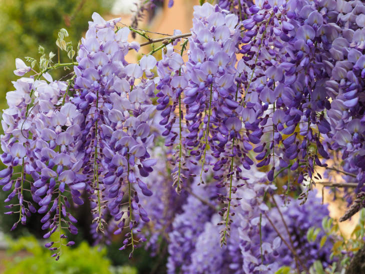 Blauweregen (Wisteria) snoeien: de beste snoeitips!