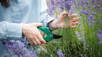 Lavendel snoeien in het najaar