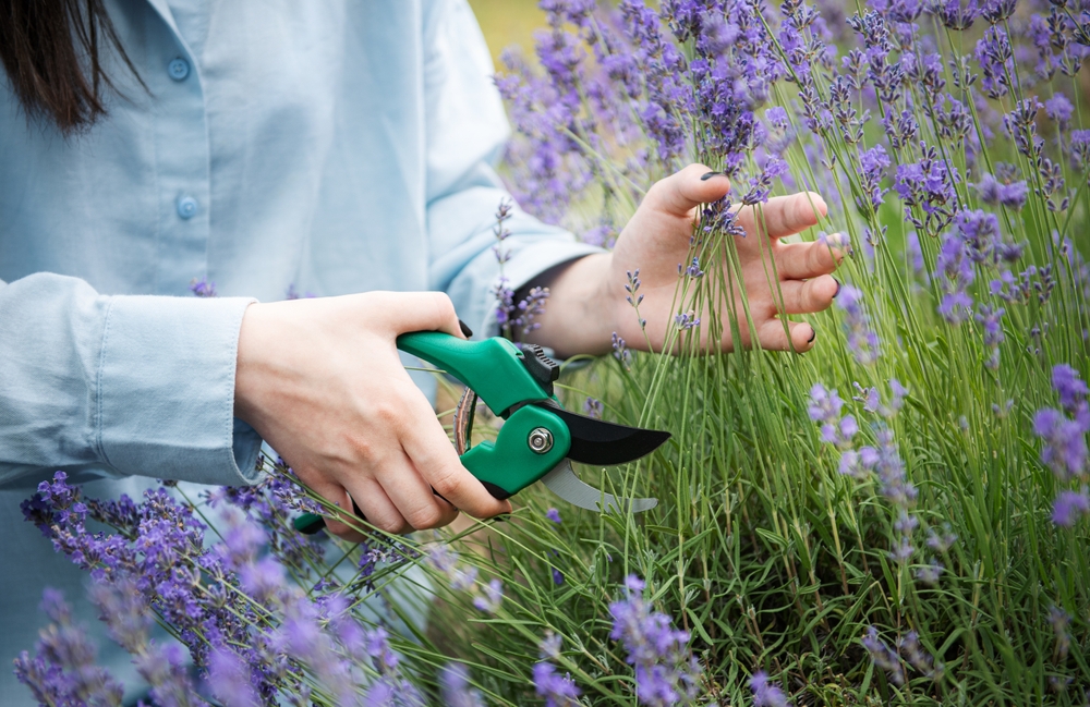 Lavendel snoeien: hoe en wanneer?