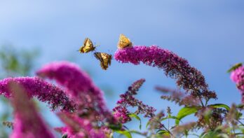 Vlinderstruik (buddleja) trekt veel vlinders aan