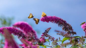 Gezonde vlinderstruik na het snoeien. Vlinders dartelen rond een bloeiende vlinderstruik (Buddleja)