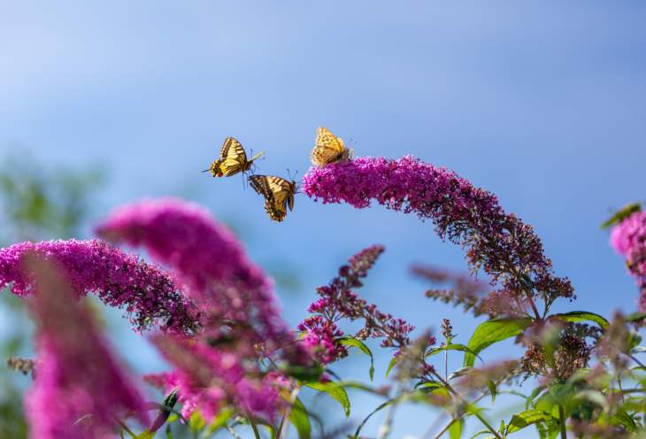 Vlinderstruik (Buddleja) snoeien: snoeitips + video