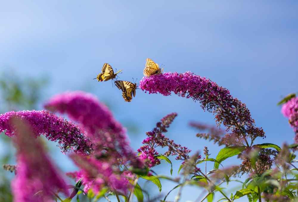 Vlinderstruik (Buddleja) snoeien: snoeitips + video