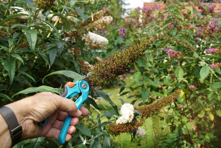 Vlinderstruik snoeien, uitgebloeide bloemen afknippen