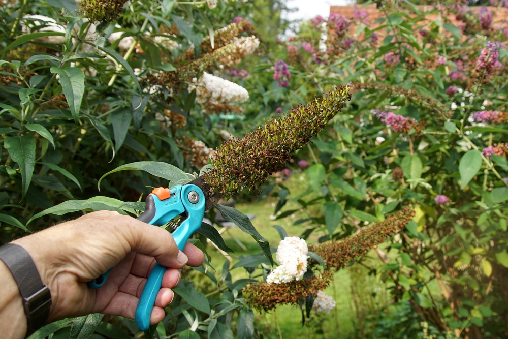 Uitgebloeide bloemen uit de vlinderstruik knippen