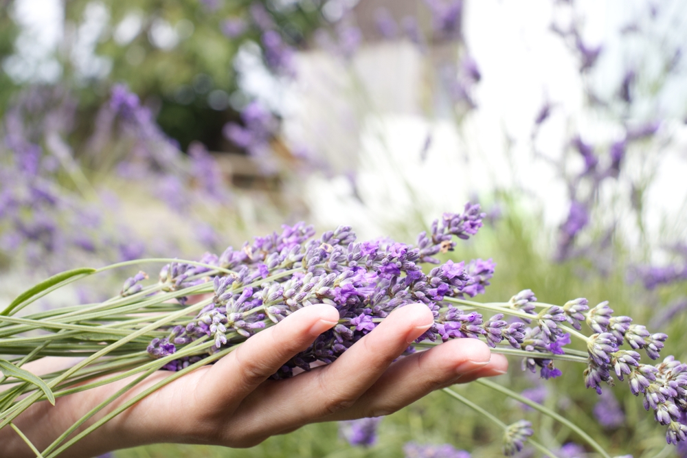 Lavendel geurzakjes voor de linnenkast