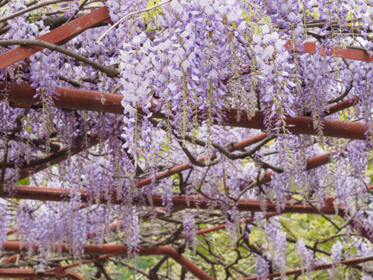 blauweregen op pergola