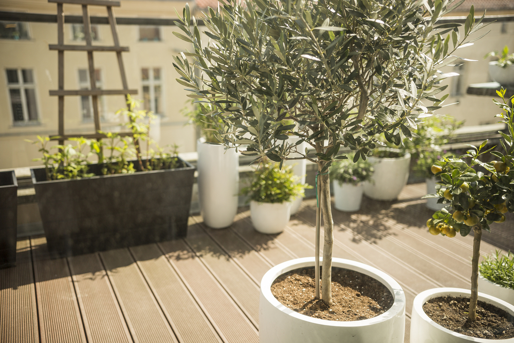 Olijfboom in pot op een balkon