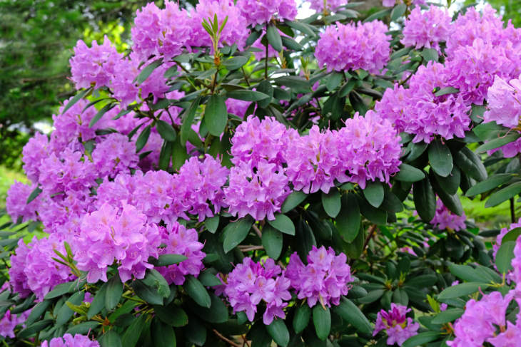 Rhododendron snoeien: wanneer, hoe + tips van Sabien!