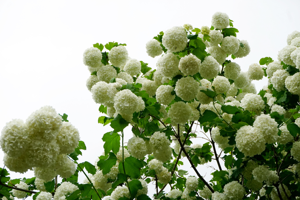 Gelderse roos (Viburnum tinus) in bloei