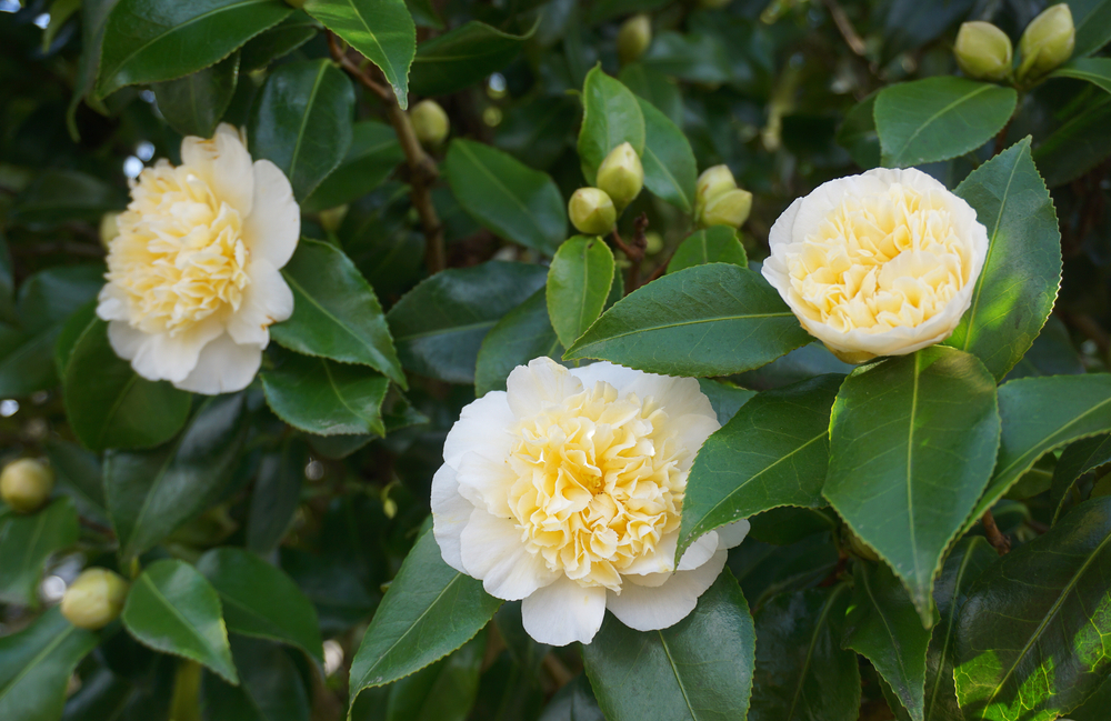 Witte camelia 