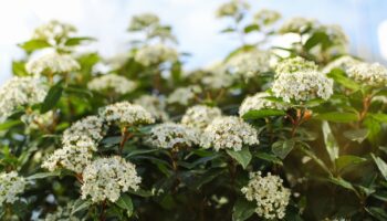 Viburnum tinus in bloei