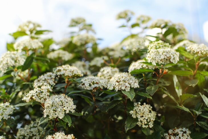 Viburnum snoeien (zoals de sneeuwbal, Viburnum tinus)