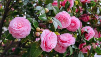 Camelia (Camellia japonica)