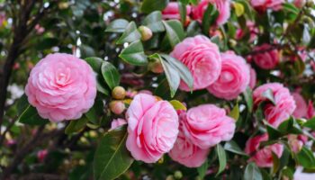 Camelia (Camellia japonica)