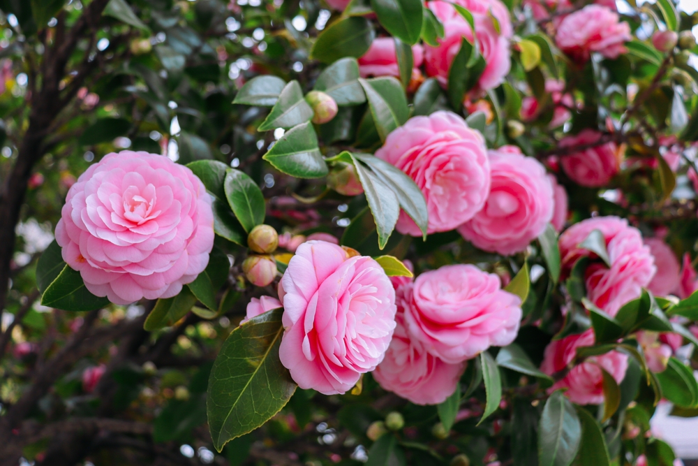 Camelia snoeien, verplanten & bemesten