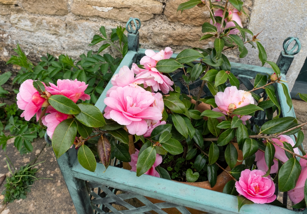 Camelia (Camellia japonica) planten