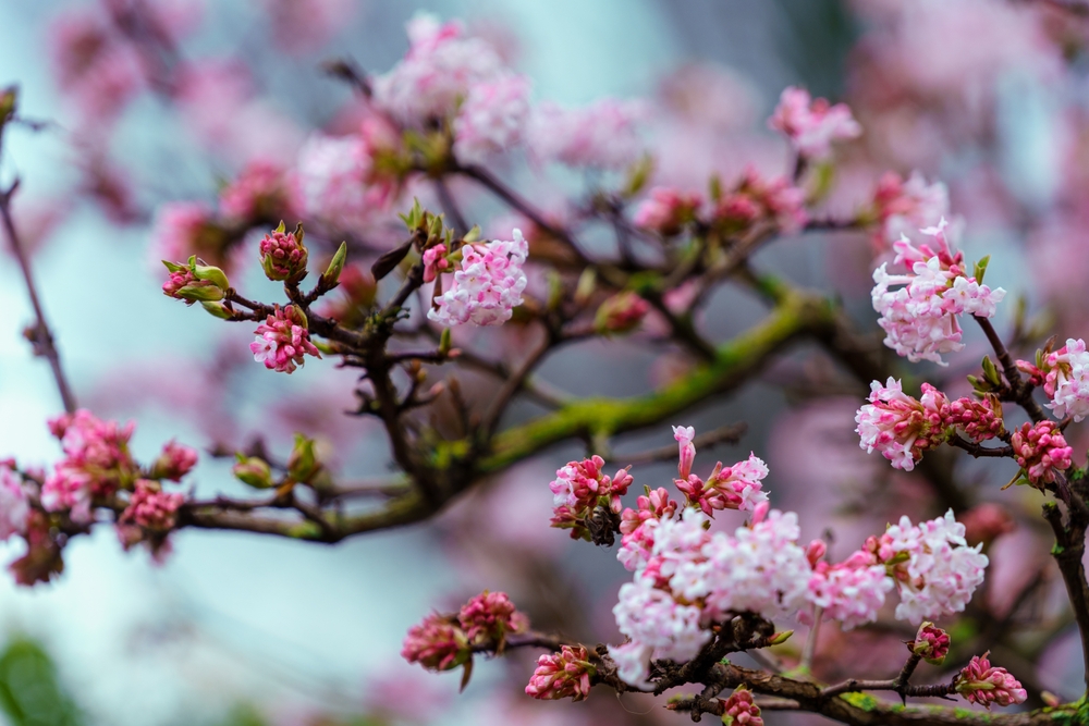 Viburnum bodnantense 'Dawn'