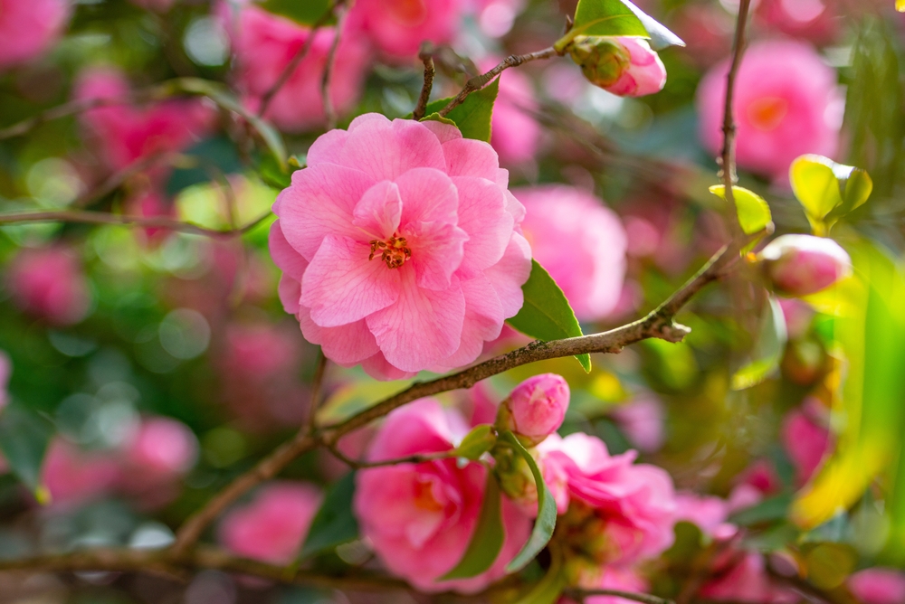 Camelia (Camellia japonica)