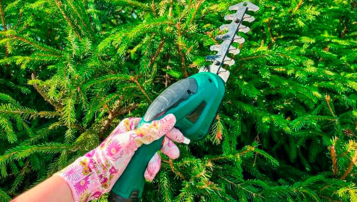 Hoe en wanneer moet je taxus snoeien? - Tuinseizoen ????