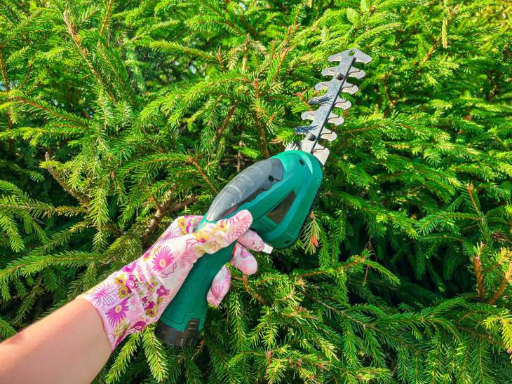 Hoe en wanneer moet je taxus snoeien?