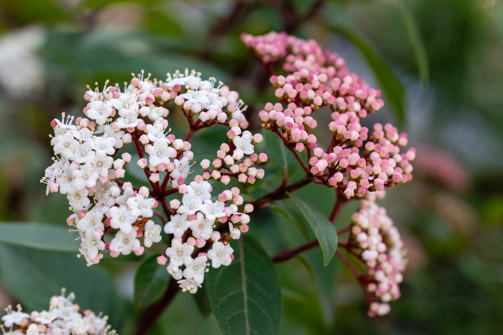 Viburnum tinus in bloei