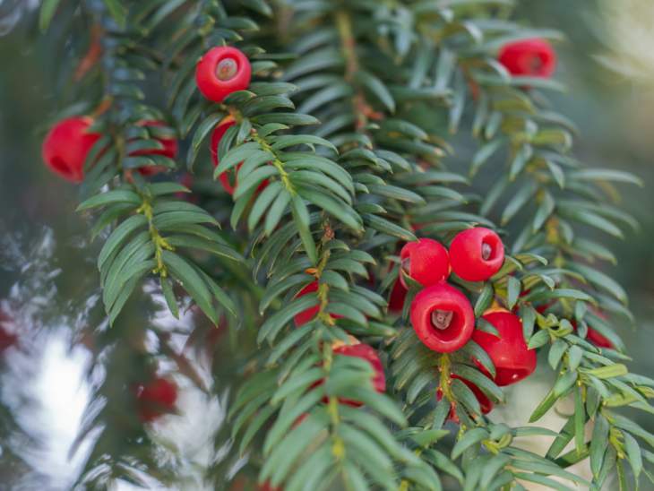 taxus snoeien
