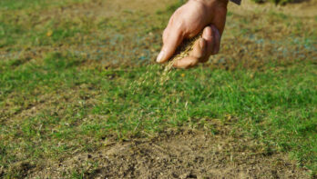 Zo moet je gras bijzaaien