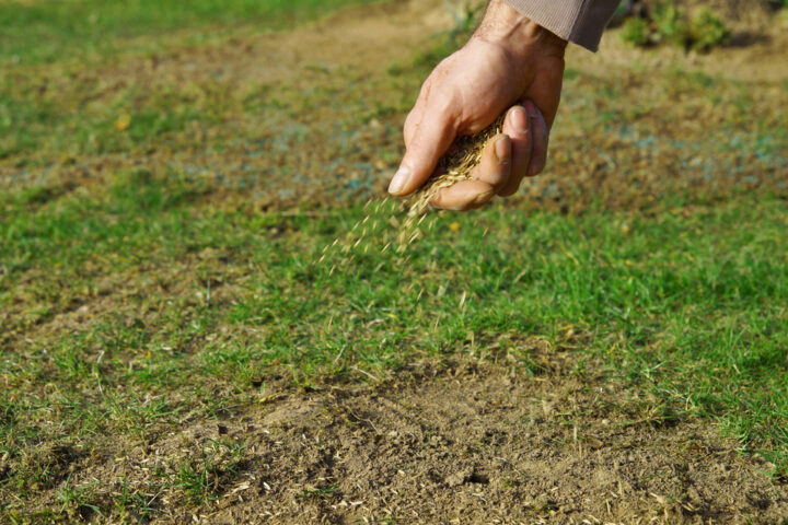 Gras bijzaaien: zó herstel je gazon met kale plekken