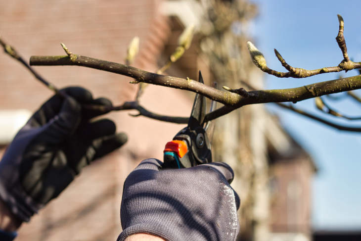 Hoe moet je een magnolia snoeien?