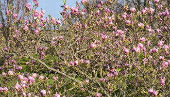 zo moet je je magnolia snoeien