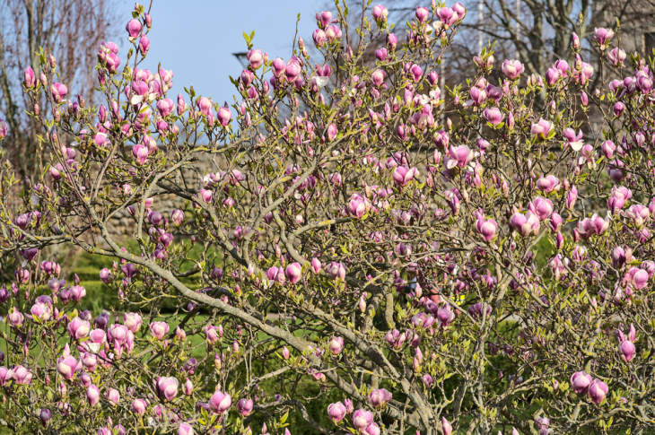 Magnolia (ook wel tulpenboom) snoeien: wanneer en hoe doe je dat?