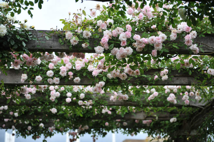 Bloeiende klimroos aan de pergola na het snoeien