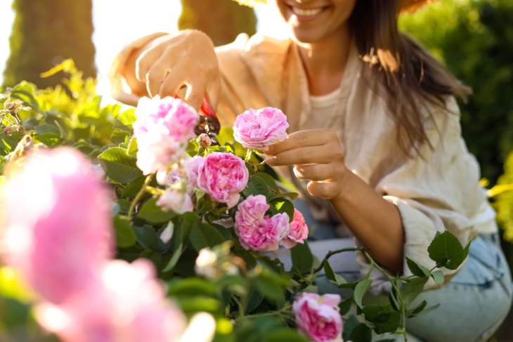 Uitgebloeide bloemen uit rozenstruik knippen