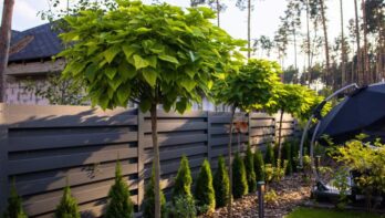 Gesnoeide bolcatalpa in tuin