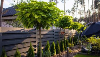 Gesnoeide bolcatalpa in tuin