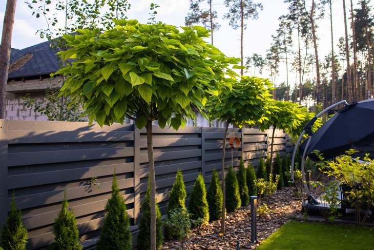 Bolcatalpa snoeien: hoe houd je je catalpa gezond?